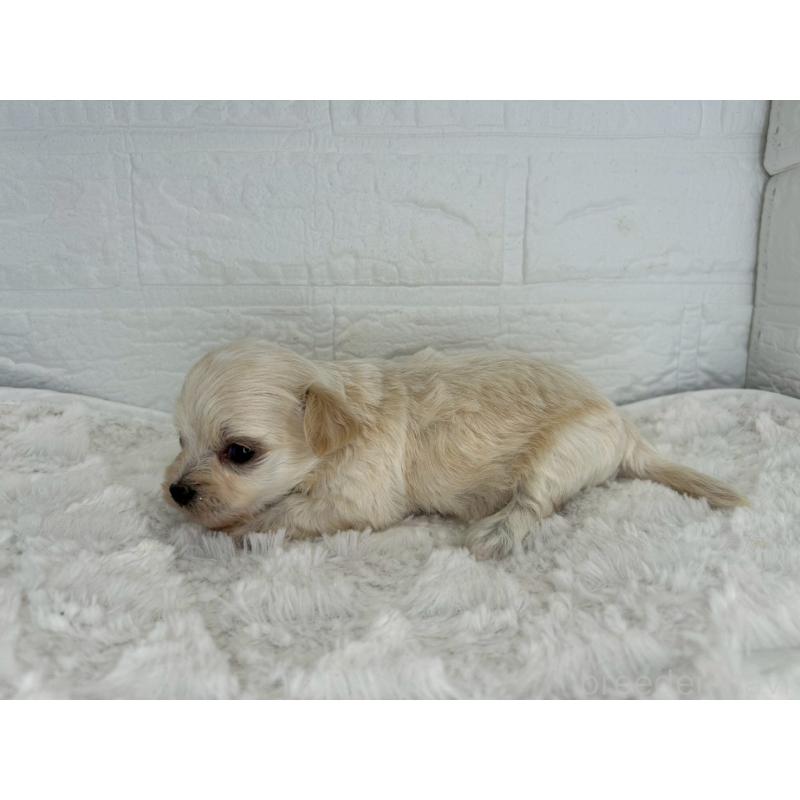 販売中の茨城県のチワプー:チワワ×トイプードル-443785の5枚目