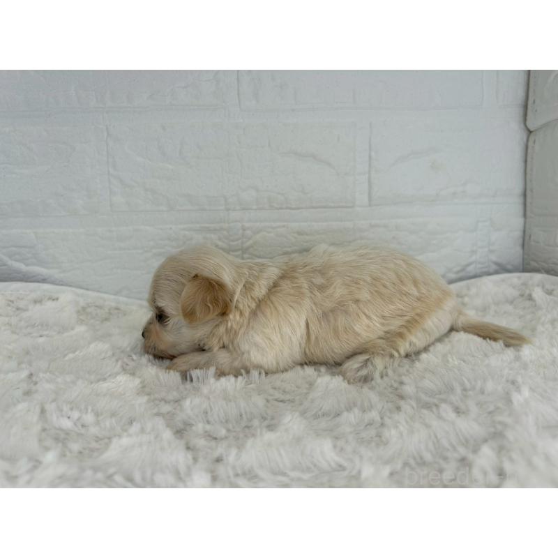 販売中の茨城県のチワプー:チワワ×トイプードル-443785の4枚目