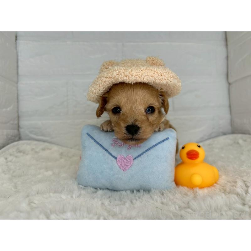 販売中の茨城県のチワプー:チワワ×トイプードル-443786の10枚目