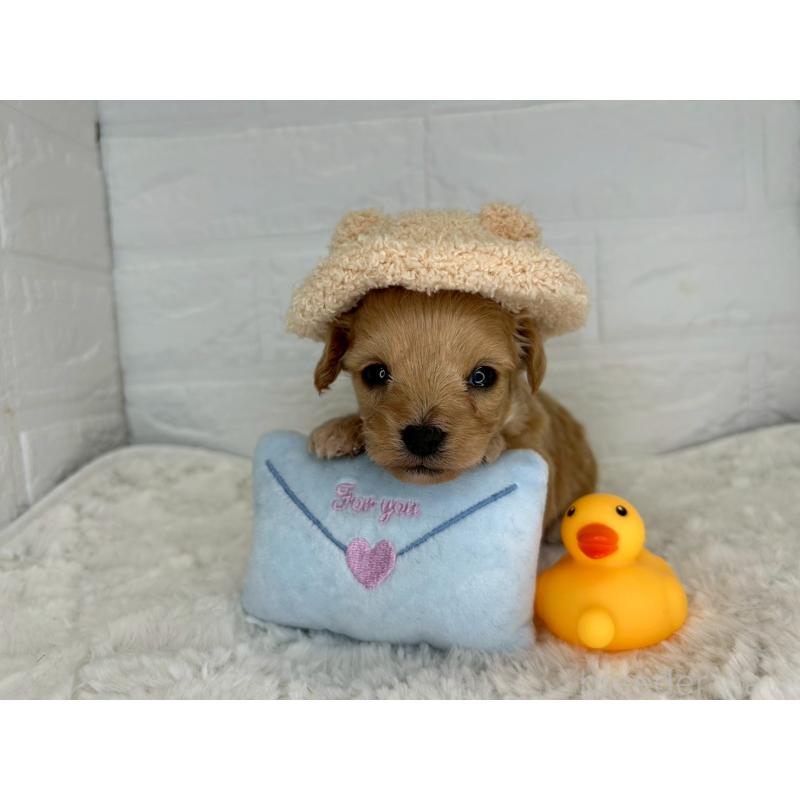 販売中の茨城県のチワプー:チワワ×トイプードル-443786の9枚目