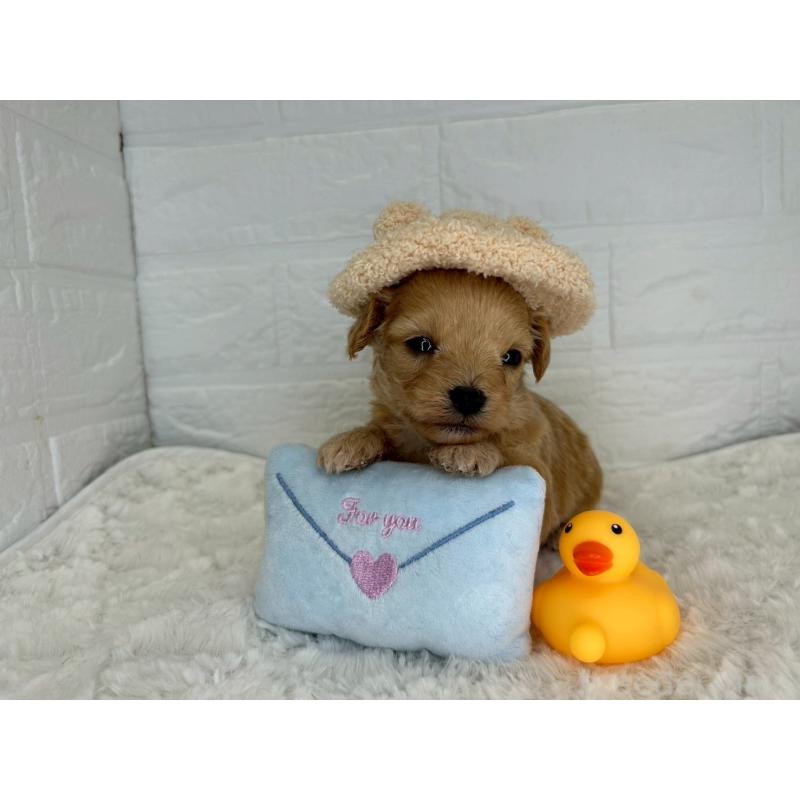 販売中の茨城県のチワプー:チワワ×トイプードル-443786の8枚目