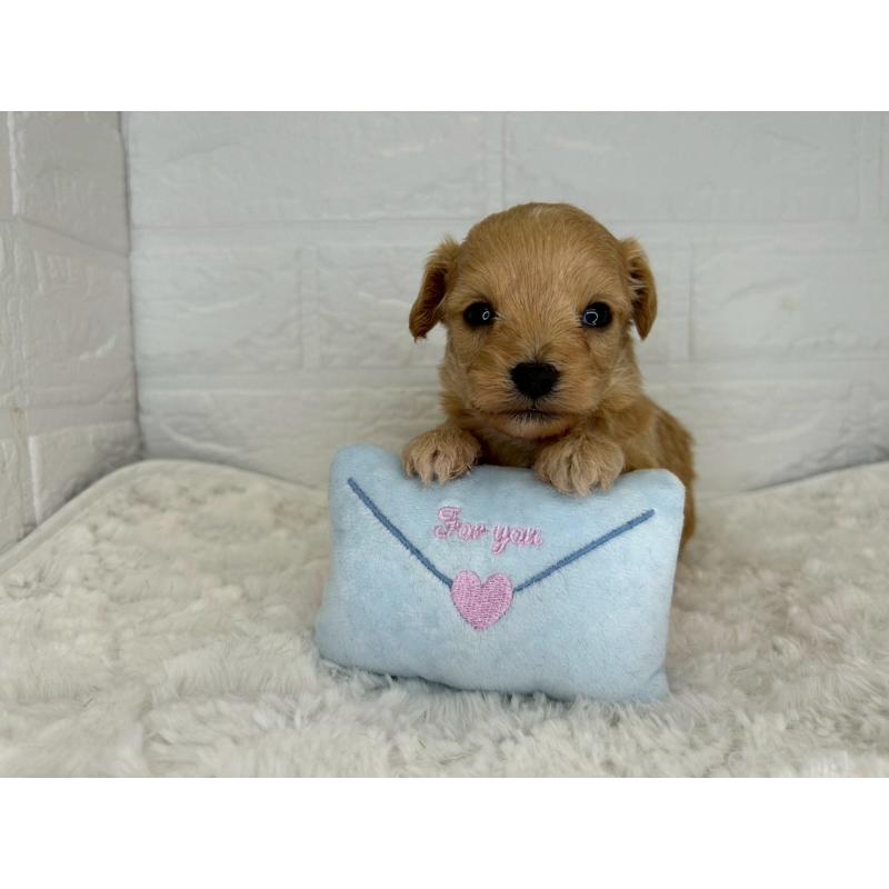 販売中の茨城県のチワプー:チワワ×トイプードル-443786の5枚目