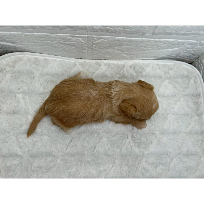 販売中の茨城県のチワプー:チワワ×トイプードル-443786の4枚目