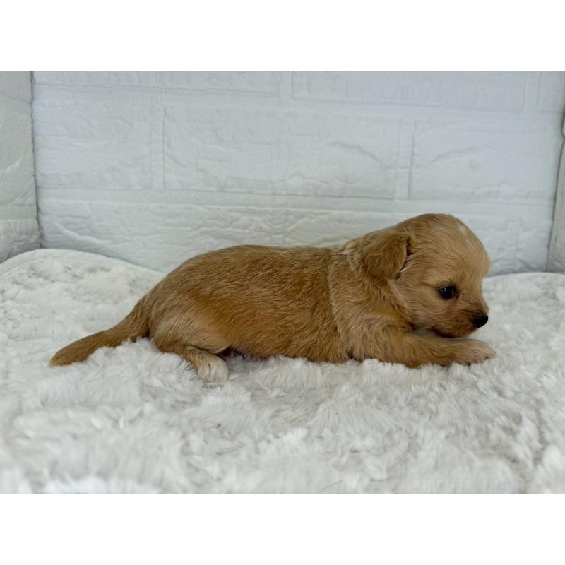 販売中の茨城県のチワプー:チワワ×トイプードル-443786の3枚目