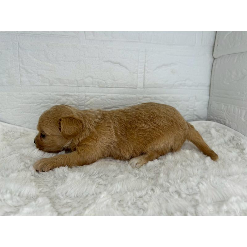 販売中の茨城県のチワプー:チワワ×トイプードル-443786の2枚目