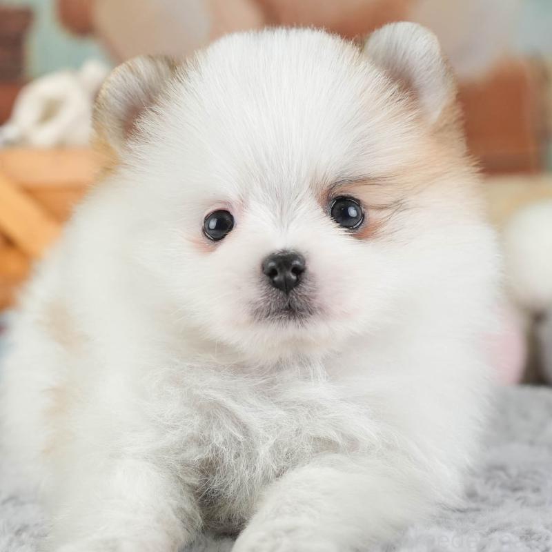 販売中ののポメラニアン-443787