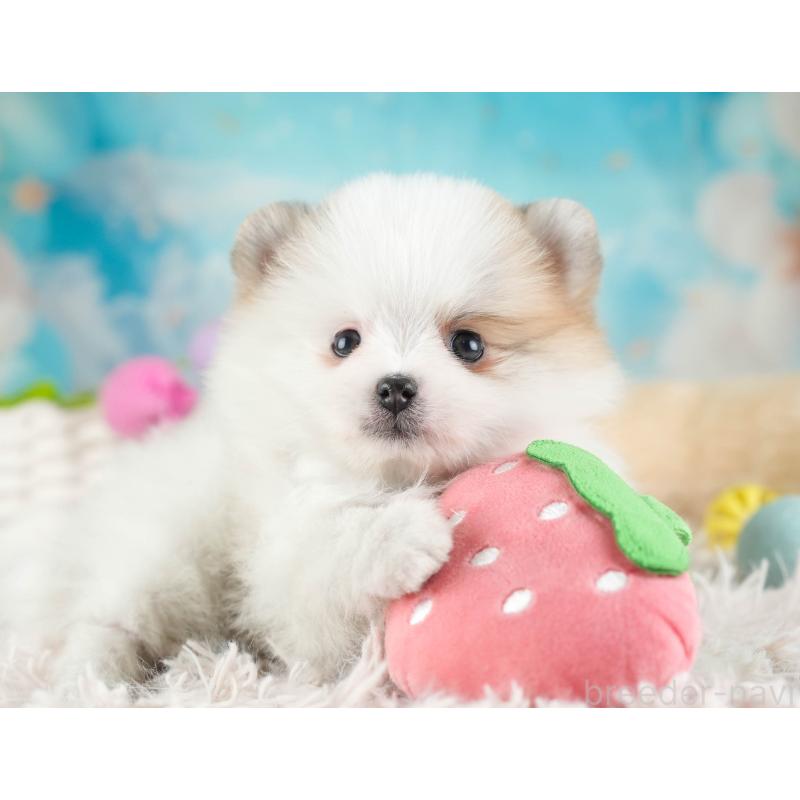 販売中の埼玉県のポメラニアン-443787の11枚目