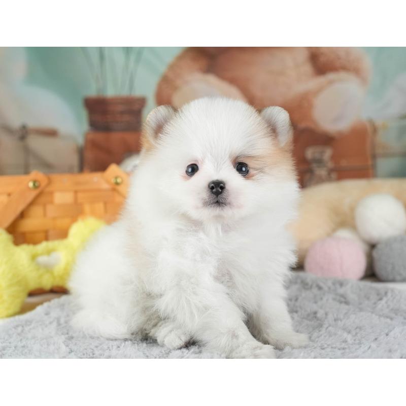 販売中の埼玉県のポメラニアン-443787の10枚目