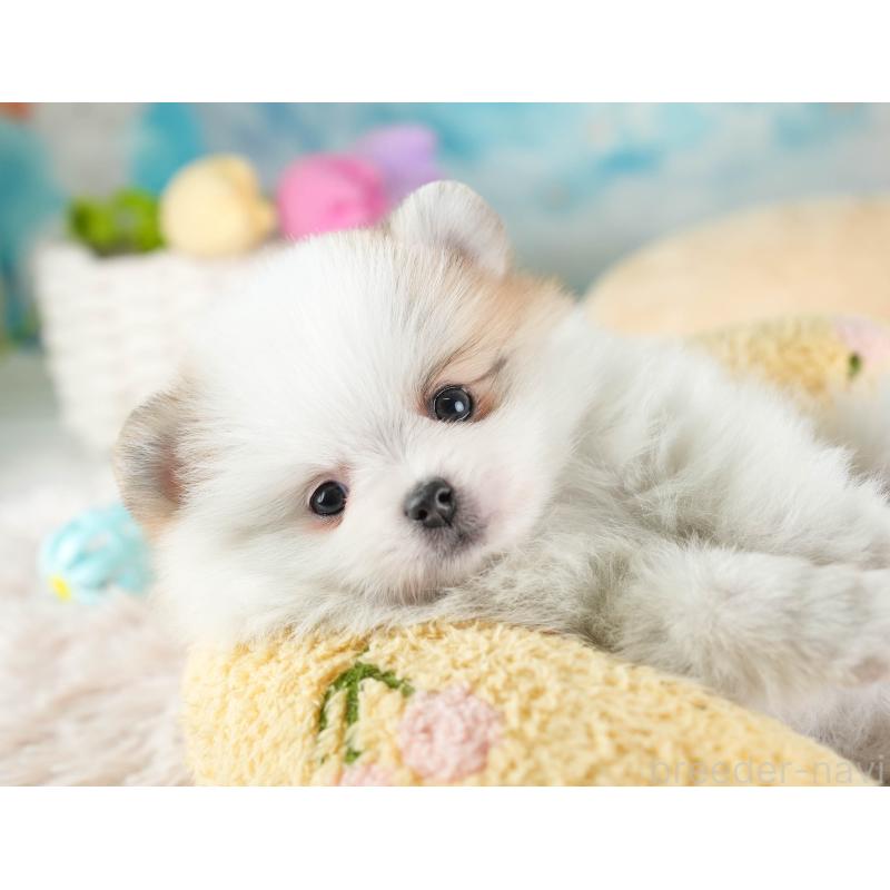 販売中の埼玉県のポメラニアン-443787の9枚目