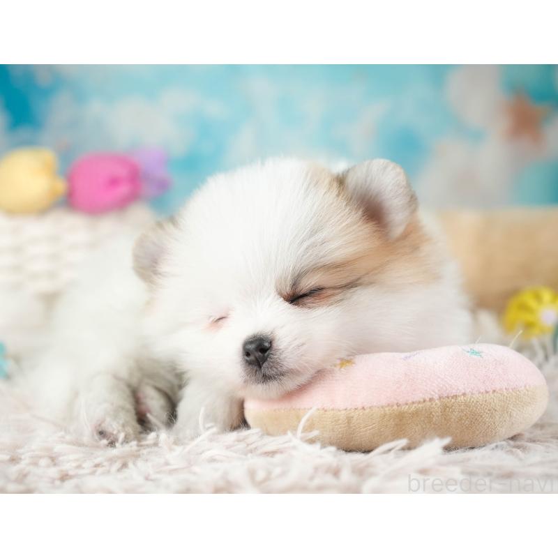 販売中の埼玉県のポメラニアン-443787の8枚目