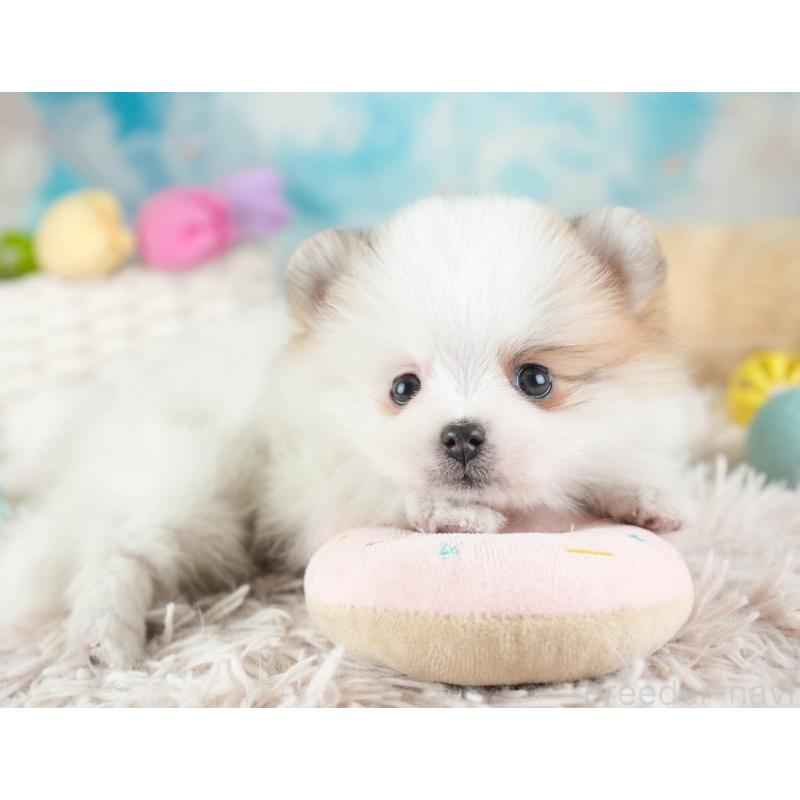 販売中の埼玉県のポメラニアン-443787の7枚目