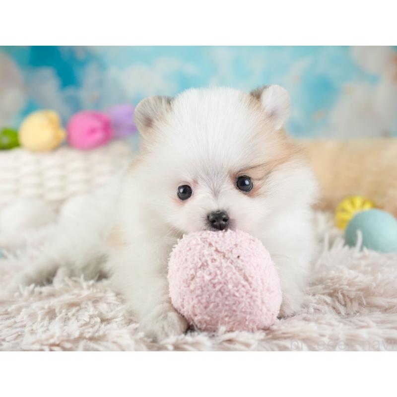 販売中の埼玉県のポメラニアン-443787の6枚目