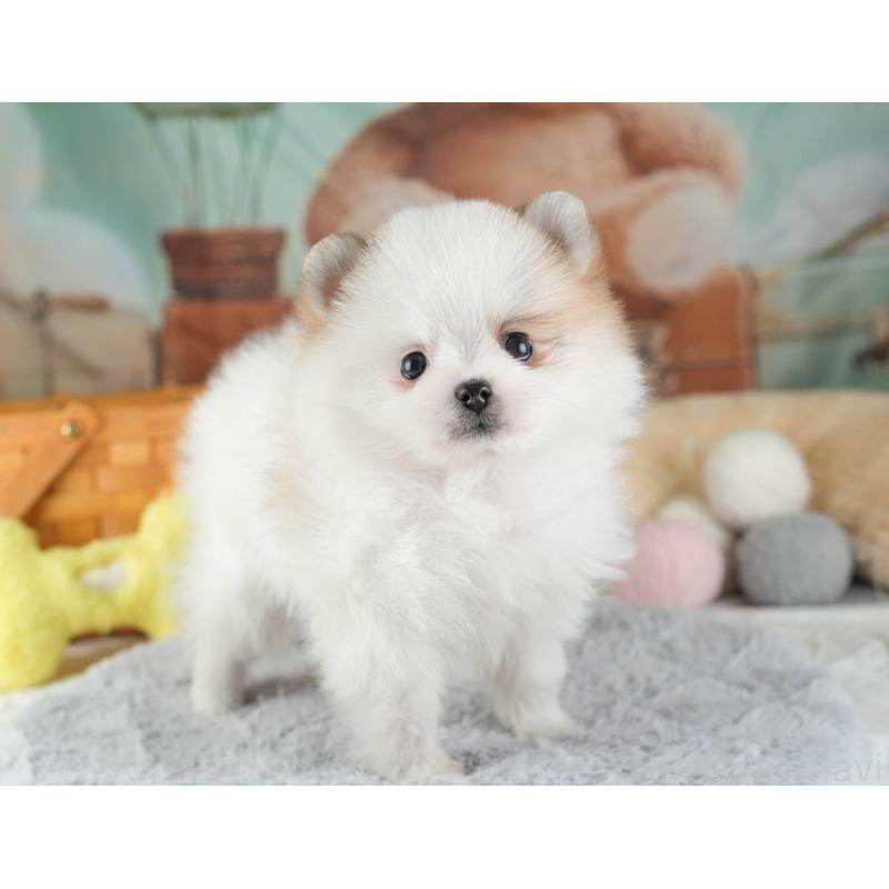 販売中の埼玉県のポメラニアン-443787の5枚目