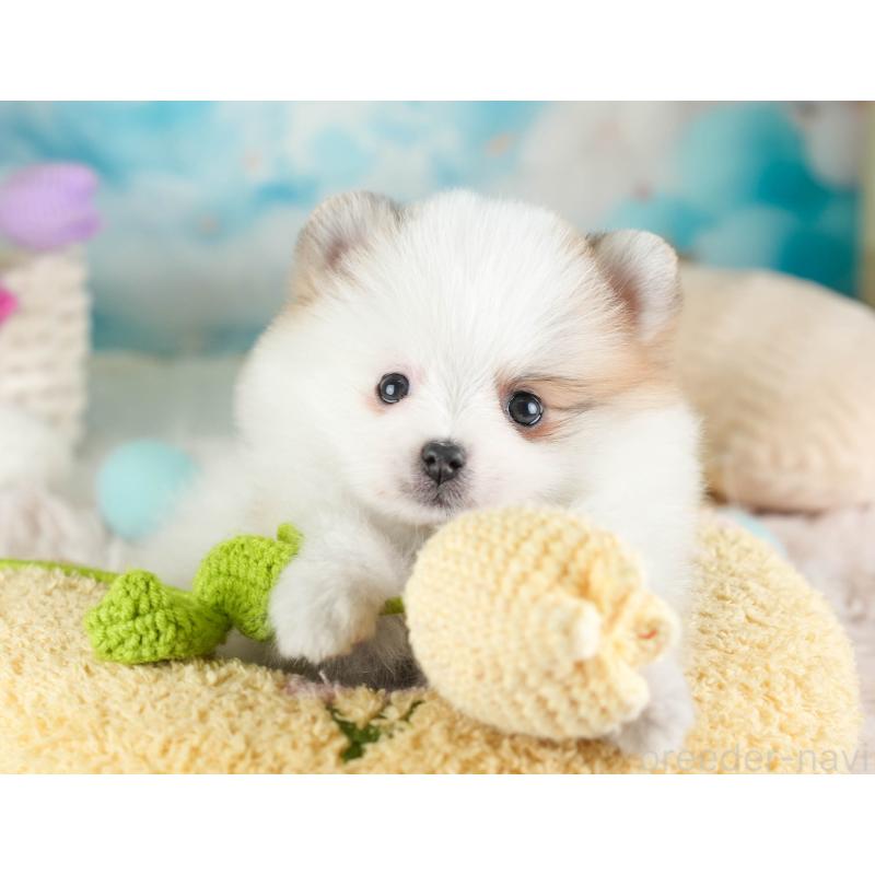 販売中の埼玉県のポメラニアン-443787の3枚目