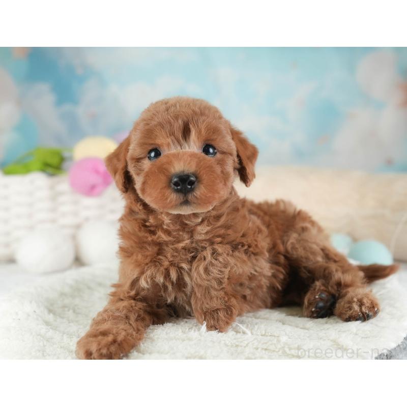 販売中の埼玉県のトイプードル-443790の11枚目