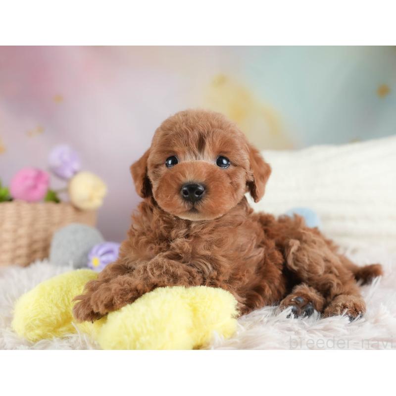 販売中の埼玉県のトイプードル-443790の9枚目