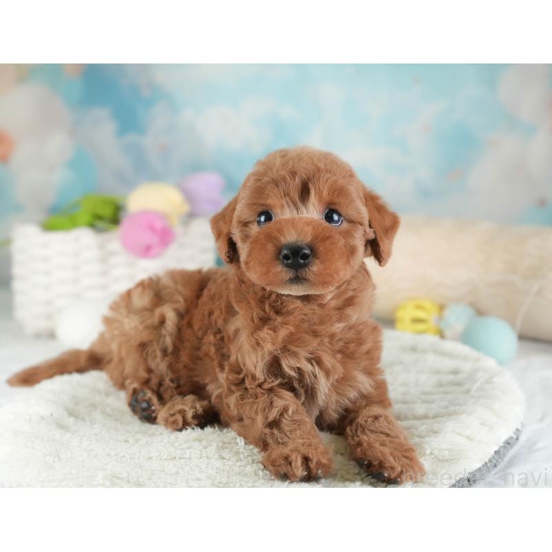 販売中の埼玉県のトイプードル-443790の8枚目