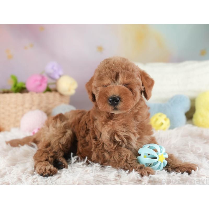 販売中の埼玉県のトイプードル-443790の7枚目