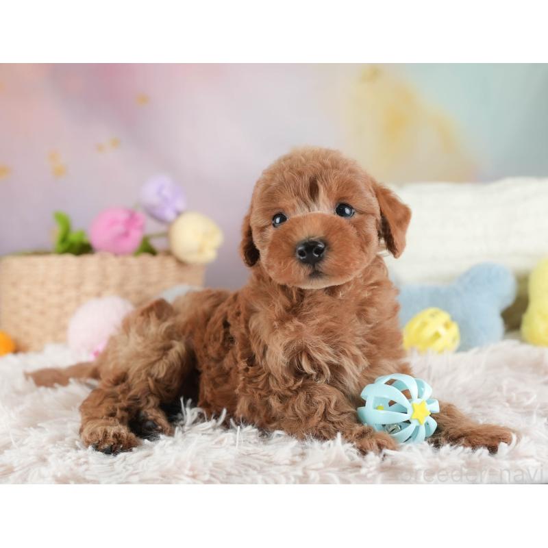 販売中の埼玉県のトイプードル-443790の5枚目