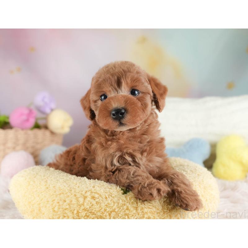 販売中の埼玉県のトイプードル-443790の4枚目