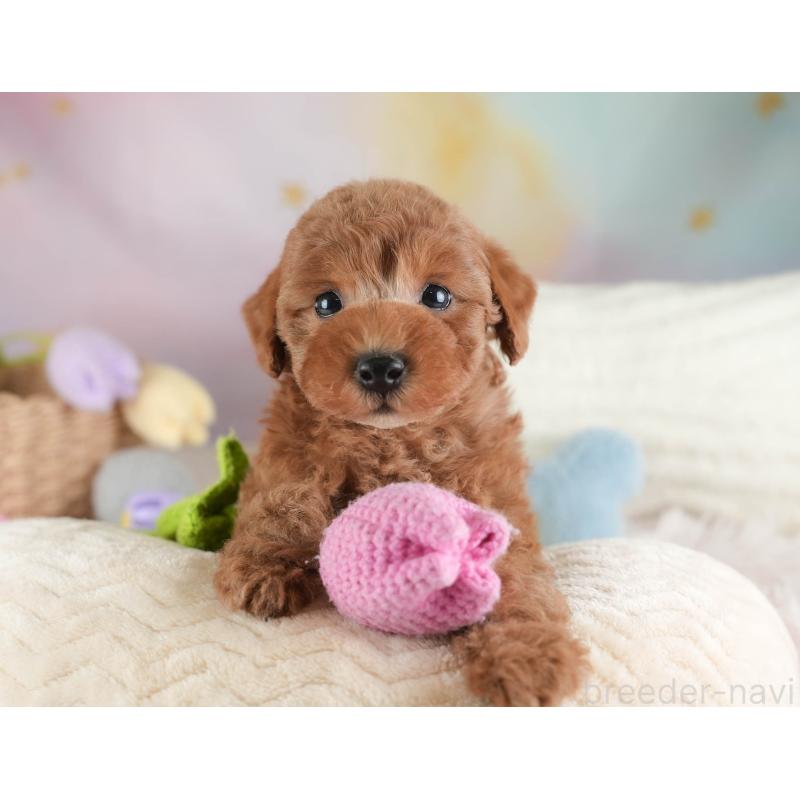 販売中の埼玉県のトイプードル-443790の3枚目