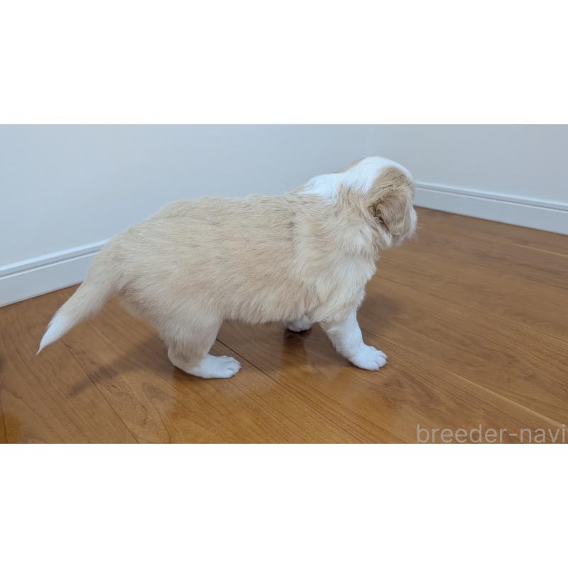 販売中の岐阜県のボーダーコリー-443791の14枚目