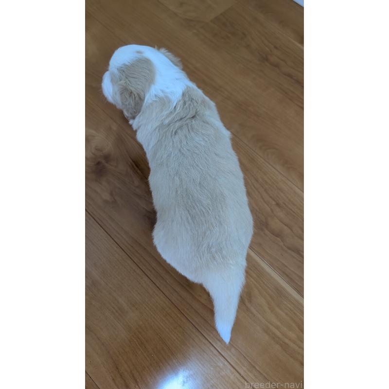 販売中の岐阜県のボーダーコリー-443791の12枚目