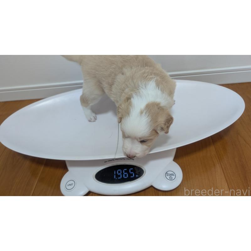 販売中の岐阜県のボーダーコリー-443791の11枚目