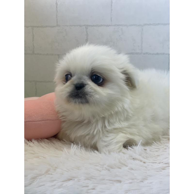販売中の千葉県のペキニーズ-443920の3枚目