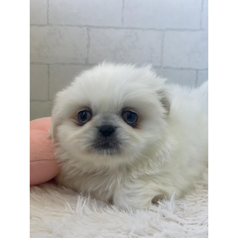 販売中の千葉県のペキニーズ-443920の2枚目