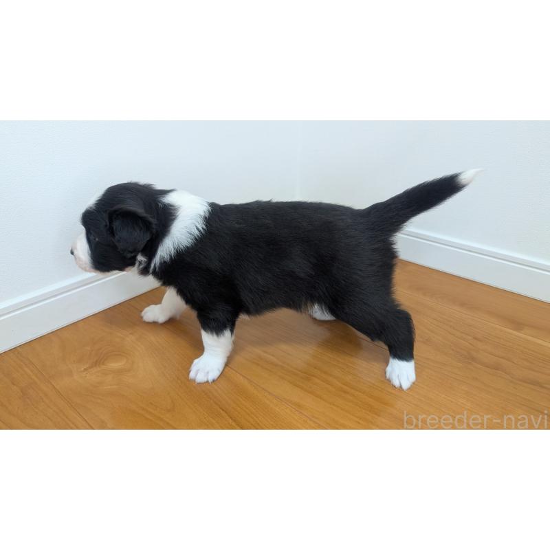 販売中の岐阜県のボーダーコリー-443794の8枚目