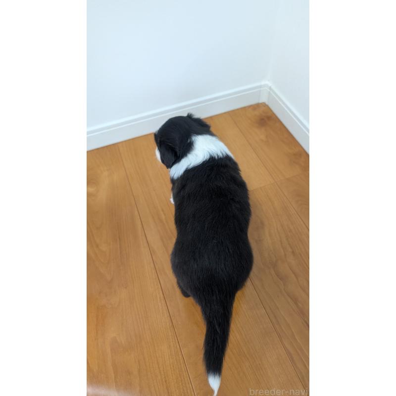 販売中の岐阜県のボーダーコリー-443794の7枚目