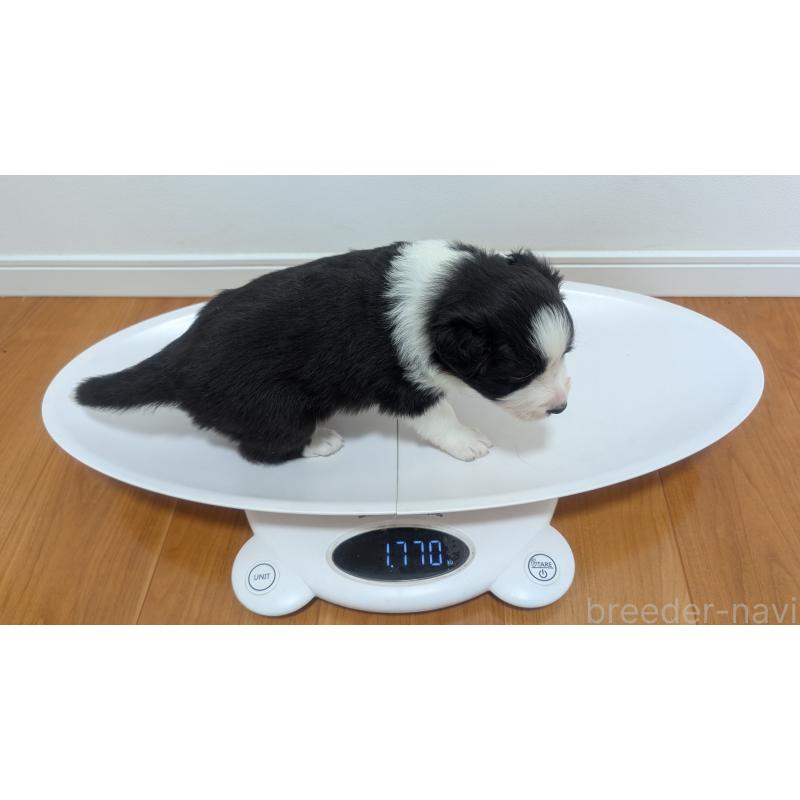 販売中の岐阜県のボーダーコリー-443794の6枚目