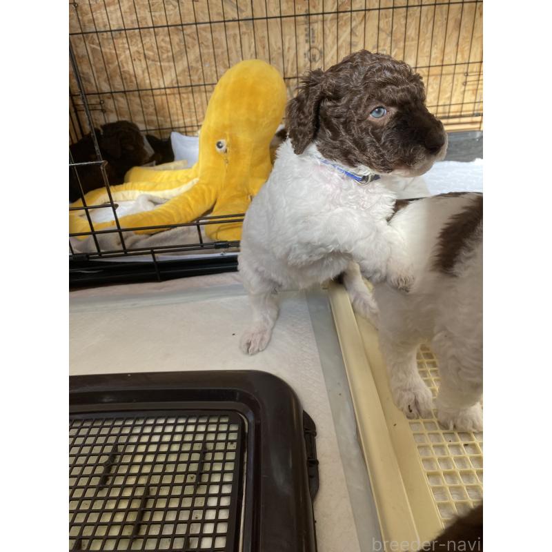 販売中の茨城県のスタンダードプードル-442671