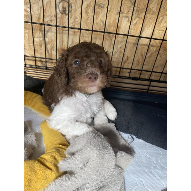 販売中の茨城県のスタンダードプードル-441367