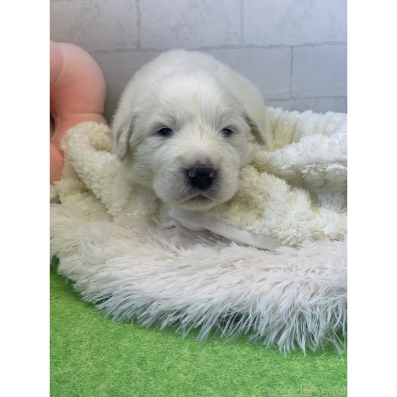 販売中の千葉県のグレートピレニーズ-443923の3枚目