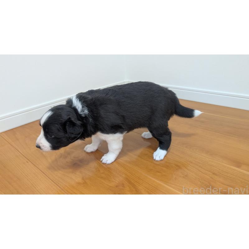 販売中の岐阜県のボーダーコリー-443795の10枚目