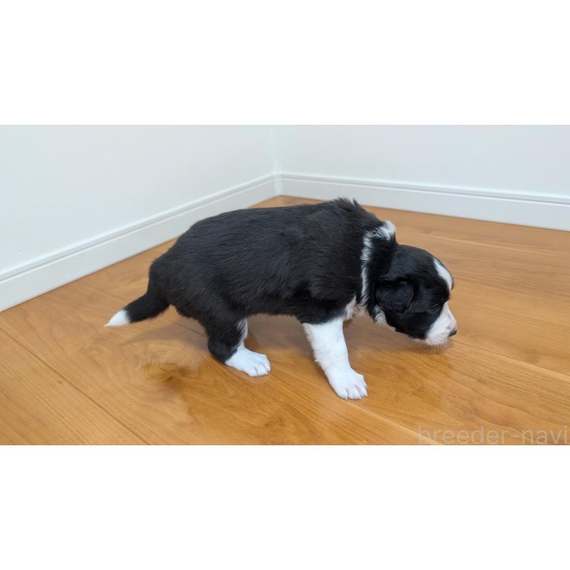 販売中の岐阜県のボーダーコリー-443795の9枚目