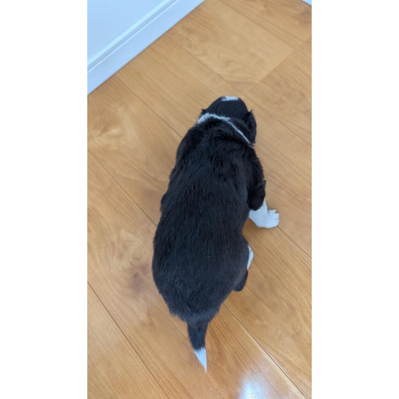 販売中の岐阜県のボーダーコリー-443795の8枚目