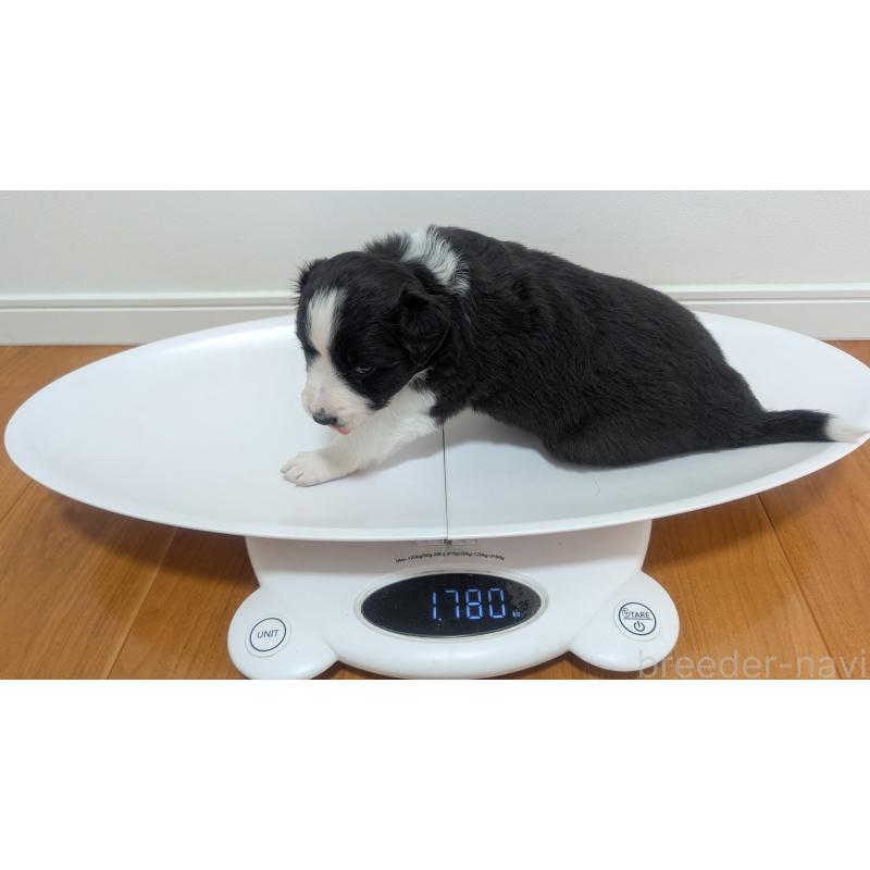 販売中の岐阜県のボーダーコリー-443795の7枚目