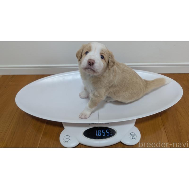 販売中の岐阜県のボーダーコリー-443796の13枚目