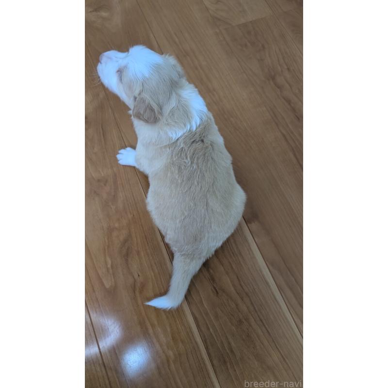 販売中の岐阜県のボーダーコリー-443796の12枚目