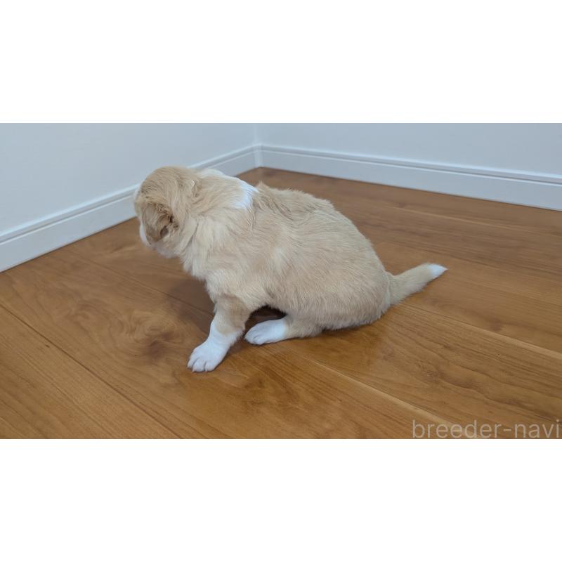 販売中の岐阜県のボーダーコリー-443796の11枚目