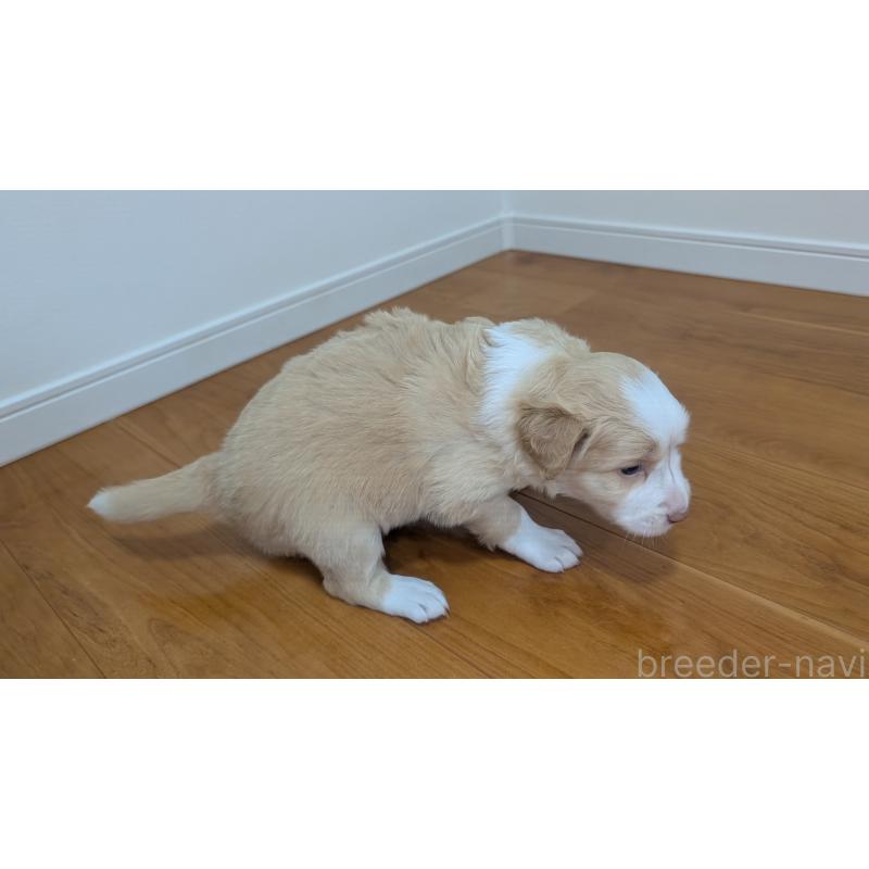 販売中の岐阜県のボーダーコリー-443796の10枚目