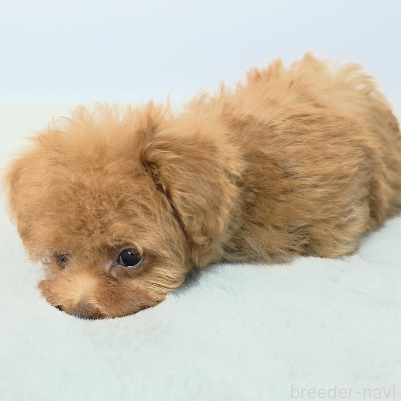 販売中の茨城県のマルプー:マルチーズ×トイプードル-439014の5枚目