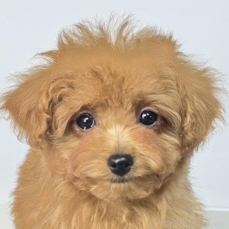 販売中の茨城県のマルプー:マルチーズ×トイプードル-439014の6枚目