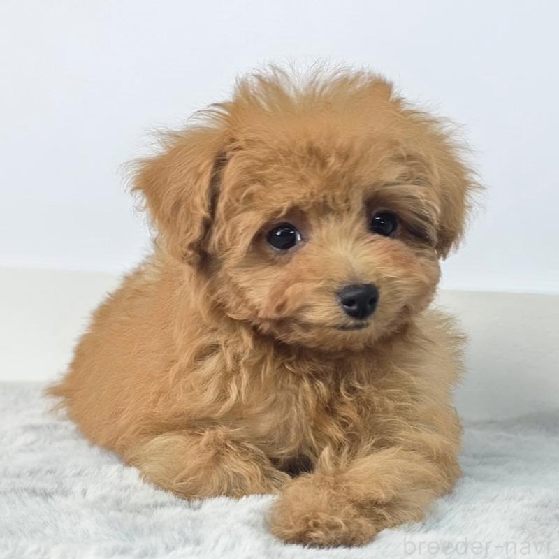 販売中の茨城県のマルプー:マルチーズ×トイプードル-439014の4枚目