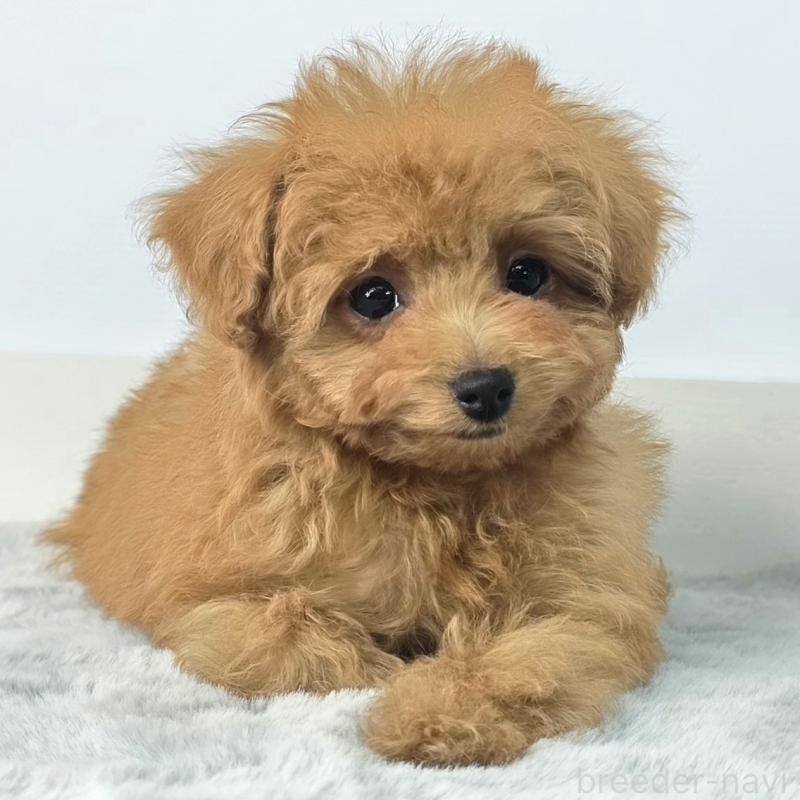 販売中の茨城県のマルプー:マルチーズ×トイプードル-439014の3枚目