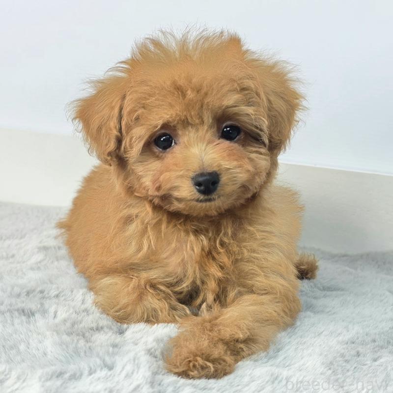 販売中の茨城県のマルプー:マルチーズ×トイプードル-439014の2枚目