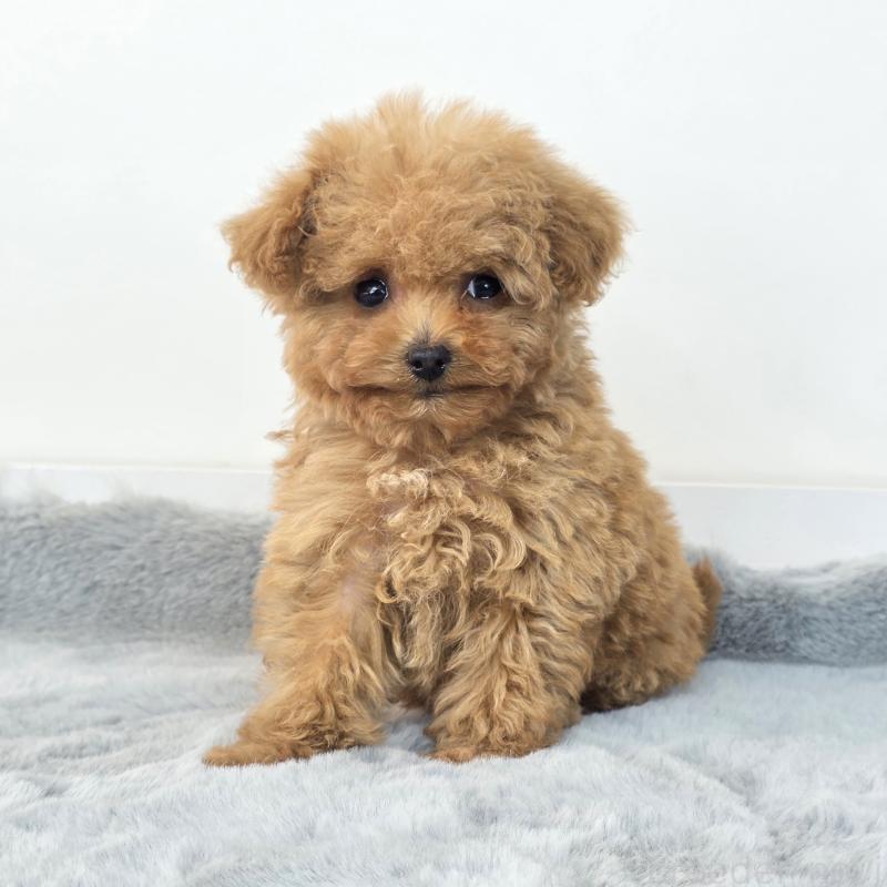 販売中の茨城県のマルプー:マルチーズ×トイプードル-439013の5枚目